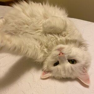 Meet your Posher, Karla